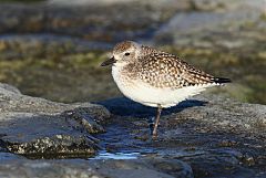 Black-bellied Plover